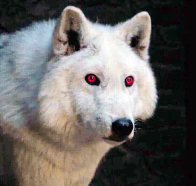 Ghost the direwolf